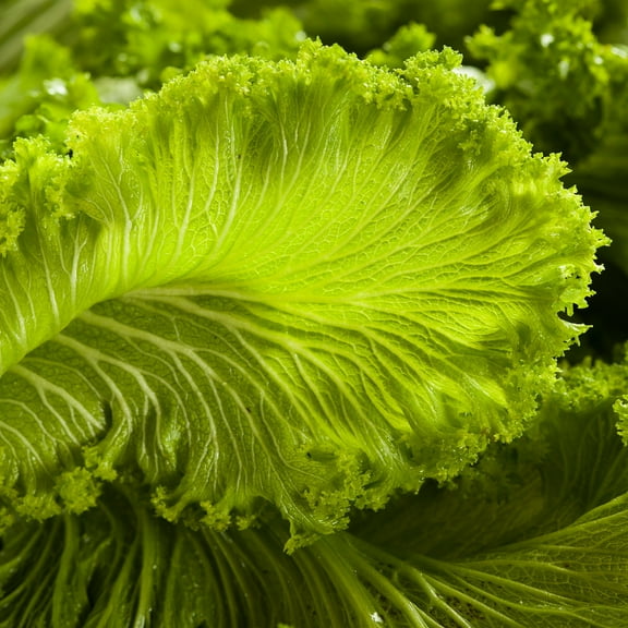 Mustard Seeds - Greenwave - 2 g Packet ~800 Seeds - Brassica juncea - Culinary Herb, Vegetable Gardening - Microgreens Seeds - Non-GMO, Open Pollinated, Annual