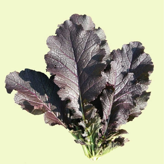 Mustard Seeds - Jeok Gat - 2 g Packet ~1160 Seeds - Non-GMO, Heirloom - Asian Garden Vegetable, Microgreens & Herb Gardening