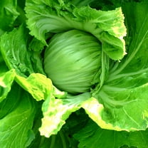 Mustard Seeds - Kekkyu Takana - 3 g Packet ~1080 Seeds - Non-GMO, Heirloom - Asian Garden Vegetable, Microgreens & Herb Gardening