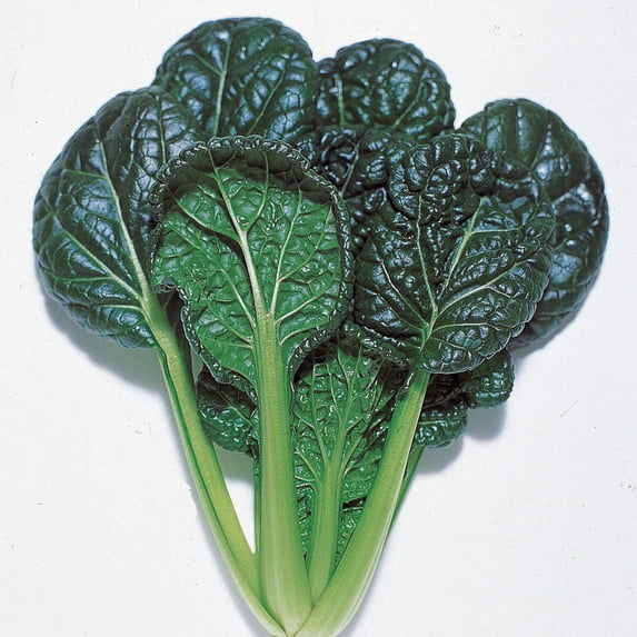 Mustard Seeds - Misome - Hybrid - 1 g Packet ~569 Seeds - Non-GMO, F1 Hybrid - Asian Garden Vegetable & Herb Gardening