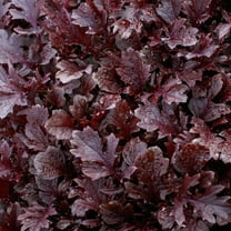 Mustard Seeds - Miz America - Hybrid - 2 g Packet ~856 Seeds - Non-GMO, F1 Hybrid - Asian Garden Vegetable & Herb Gardening