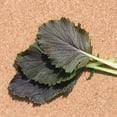 thumbnail image 1 of Mustard Seeds - Red Capital - 1 Oz ~7500 Seeds - Non-GMO, Heirloom - Vegetable Garden & Microgreens, 1 of 1