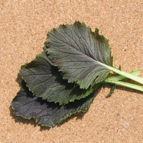 Mustard Seeds - Red Capital - 4 Oz ~30000 Seeds - Non-GMO, Heirloom - Vegetable Garden & Microgreens