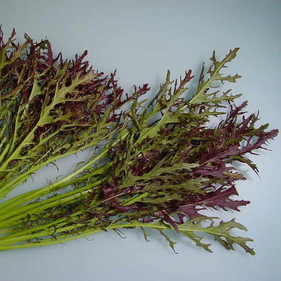 Mustard Seeds - Ruby Streak - 1 Lb ~208000 Seeds - Non-GMO, Heirloom - Vegetable Garden, Microgreens & Herb Gardening