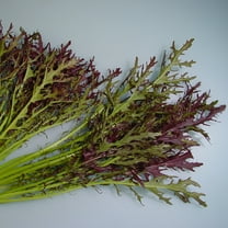 Mustard Seeds - Ruby Streak - 2 g Packet ~1000 Seeds - Non-GMO, Heirloom - Vegetable Garden, Microgreens & Herb Gardening