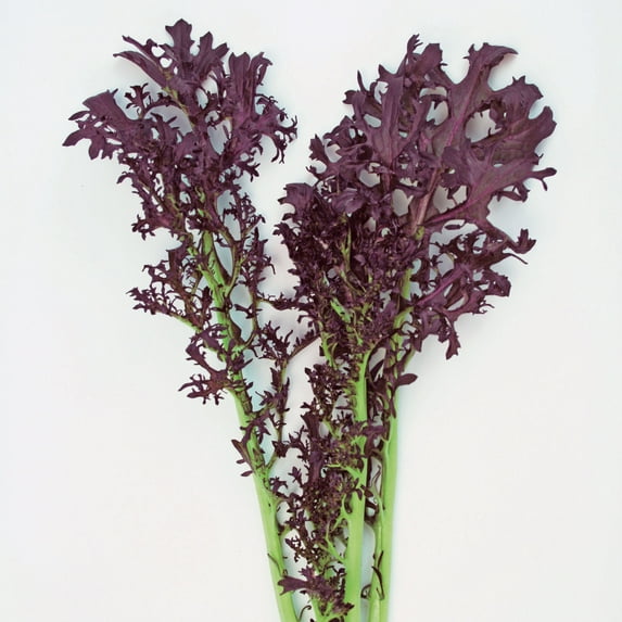 Mustard Seeds - Scarlet Frill - Hybrid - 2 g Packet ~500 Seeds - Non- GMO, F1 Hybrid - Vegetable Garden & Microgreens