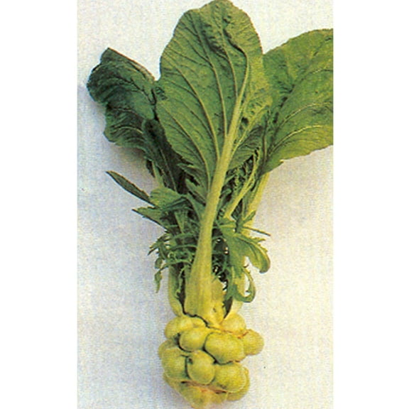 Mustard Seeds - Tsa Tsai Round - 2 g Packet ~1324 Seeds - Non-GMO, Heirloom - Asian Garden Vegetable, Microgreens & Herb Gardening