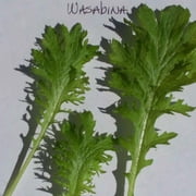 Mustard Seeds - Wasabina - 2 g Packet 1138 Seeds - Non-GMO, Heirloom - Asian Garden Vegetable, Microgreens & Herb Gardening