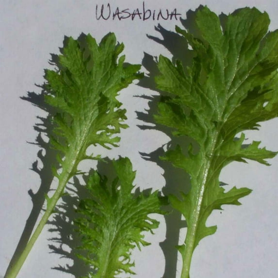 Mustard Seeds - Wasabina - 2 g Packet ~1138 Seeds - Non-GMO, Heirloom - Asian Garden Vegetable, Microgreens & Herb Gardening