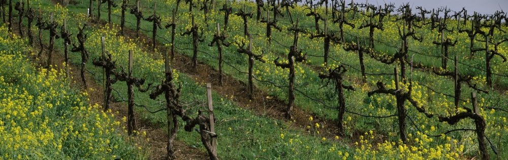 Mustard and vine crop in the vineyard Napa County California USA Canvas Art - Panoramic Images (6 x 18)
