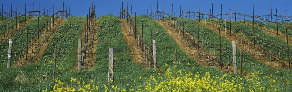 Mustard and vine crop in the vineyard Napa Valley Napa County California USA Canvas Art - Panoramic Images (12 x 36)