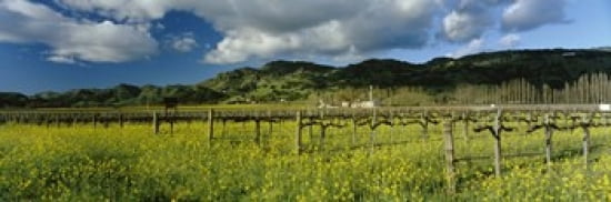 Mustard crop in a field near St Helena Napa Valley Napa County California USA Canvas Art - Panoramic Images (36 x 12)