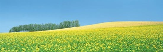 Mustard field with blue sky in background Canvas Art - Panoramic Images (36 x 12)