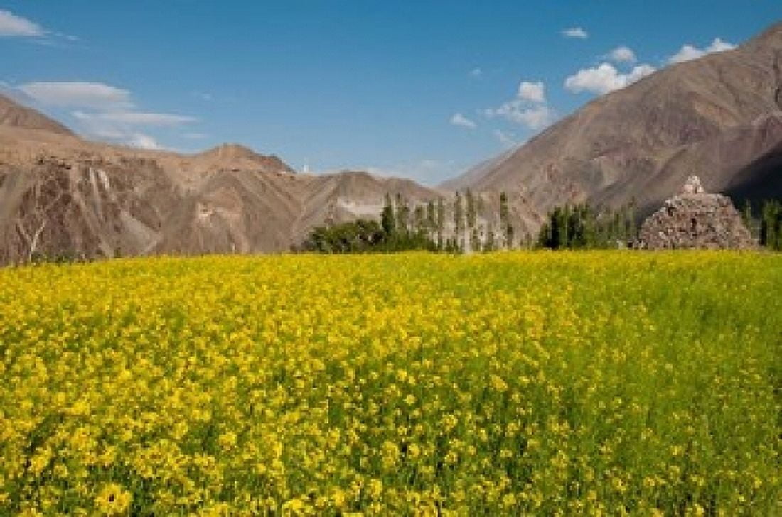 Mustard flowers and mountains in Alchi Ladakh India Canvas Art - Ellen Clark DanitaDelimont (36 x 24)