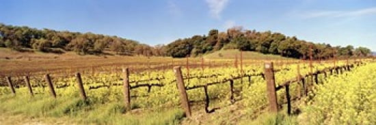 Mustard flowers in a field Napa Valley California USA Canvas Art - Panoramic Images (36 x 12)