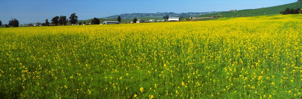 Mustard flowers in a vineyard Napa Valley California USA Canvas Art - Panoramic Images (27 x 9)