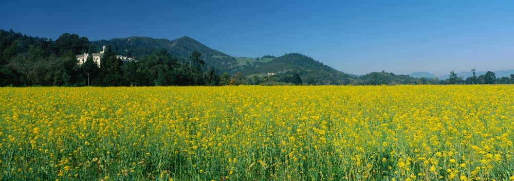 Mustard flowers in a vineyard Napa Valley California USA Canvas Art - Panoramic Images (27 x 9)
