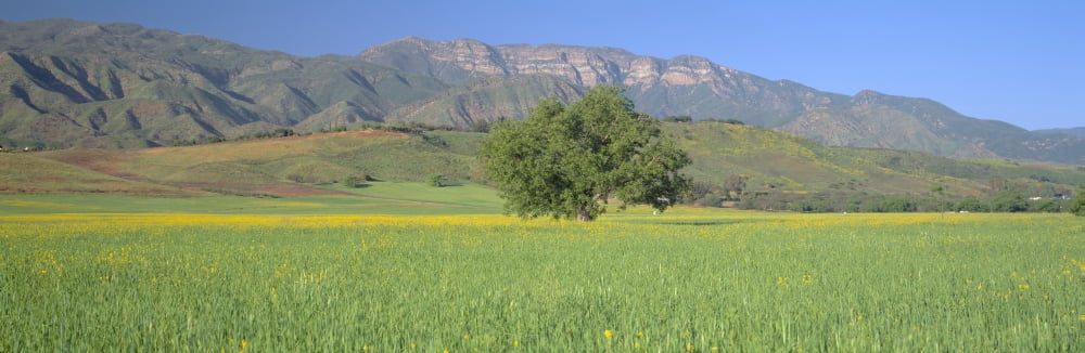 Mustard in green field and Topa Topa Bluffs in Upper Ojai Valley California Canvas Art - Panoramic Images (36 x 12)