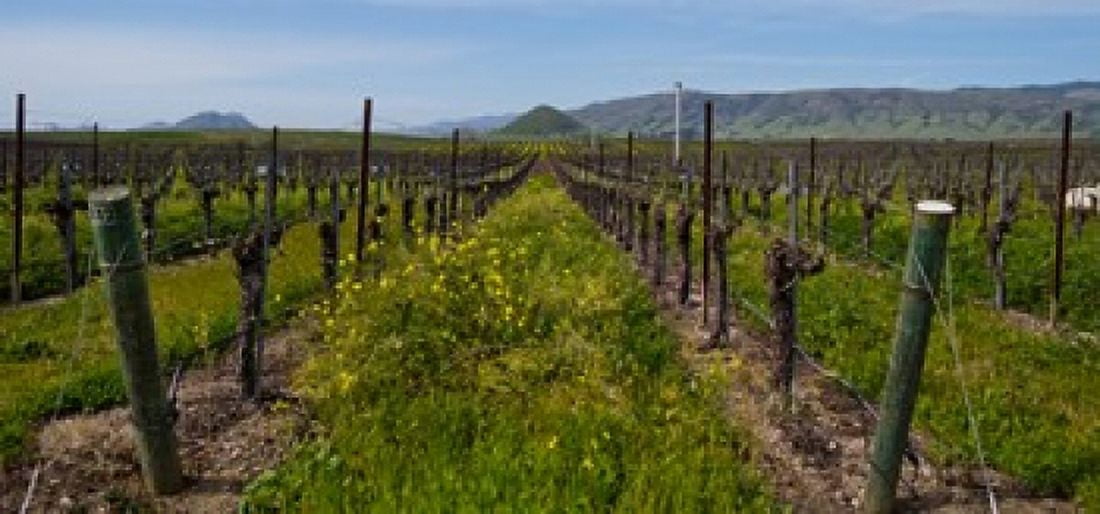 Mustard plants growing in a vineyard Edna Valley San Luis Obispo County California USA Canvas Art - Panoramic Images (24 x 12)