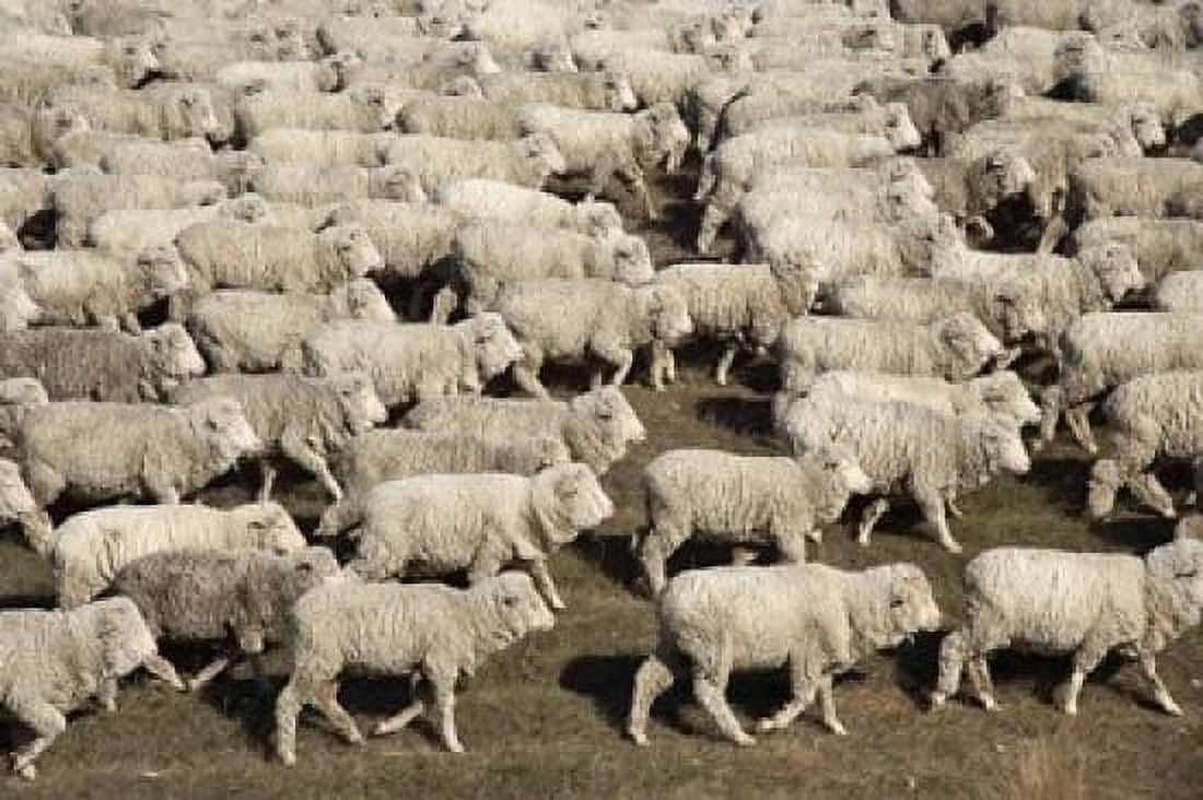 Mustering Sheep Farm Animals South Island New Zealand Canvas Art - David Wall DanitaDelimont (17 x 11)