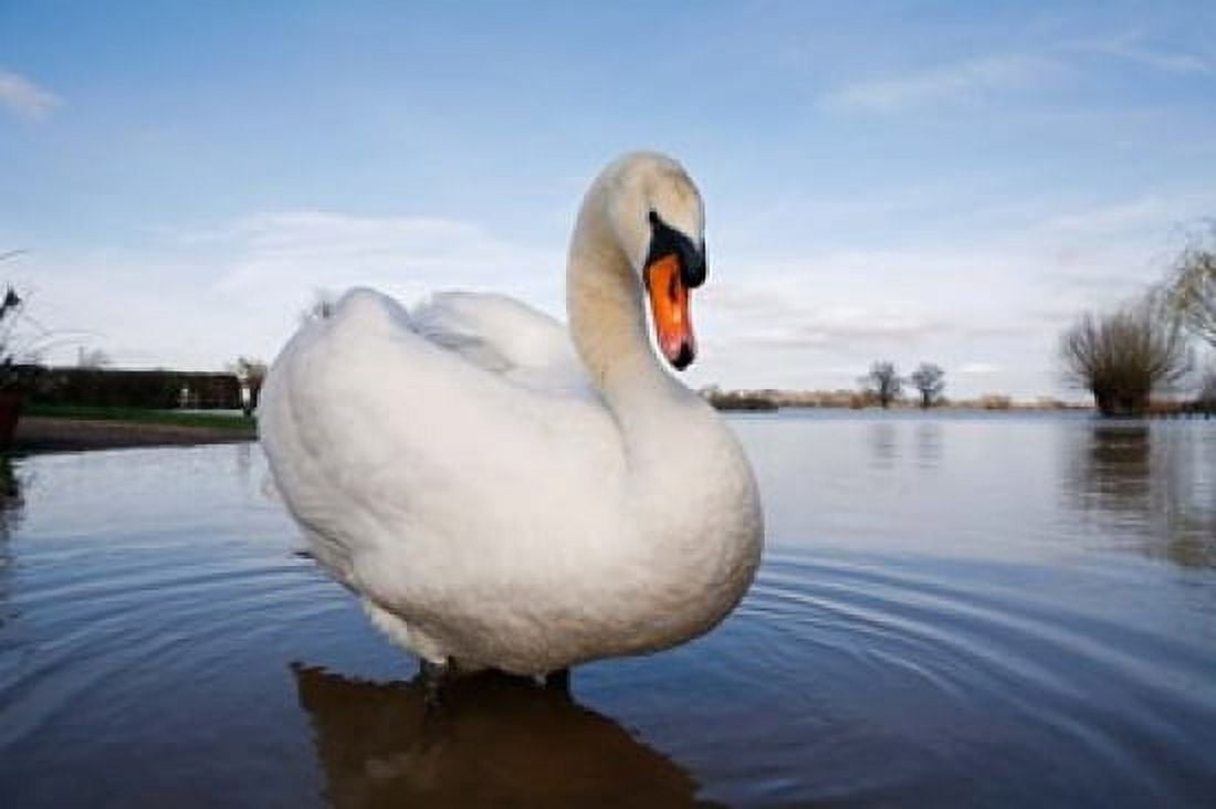 Mute Swan (Cygnus olor) on flooded field England Canvas Art - David Slater DanitaDelimont (34 x 23)