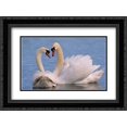 thumbnail image 1 of Mute Swan pair courting, Europe 2x Matted 24x18 Black Ornate Framed Art Print by De Nooyer, Flip, 1 of 2