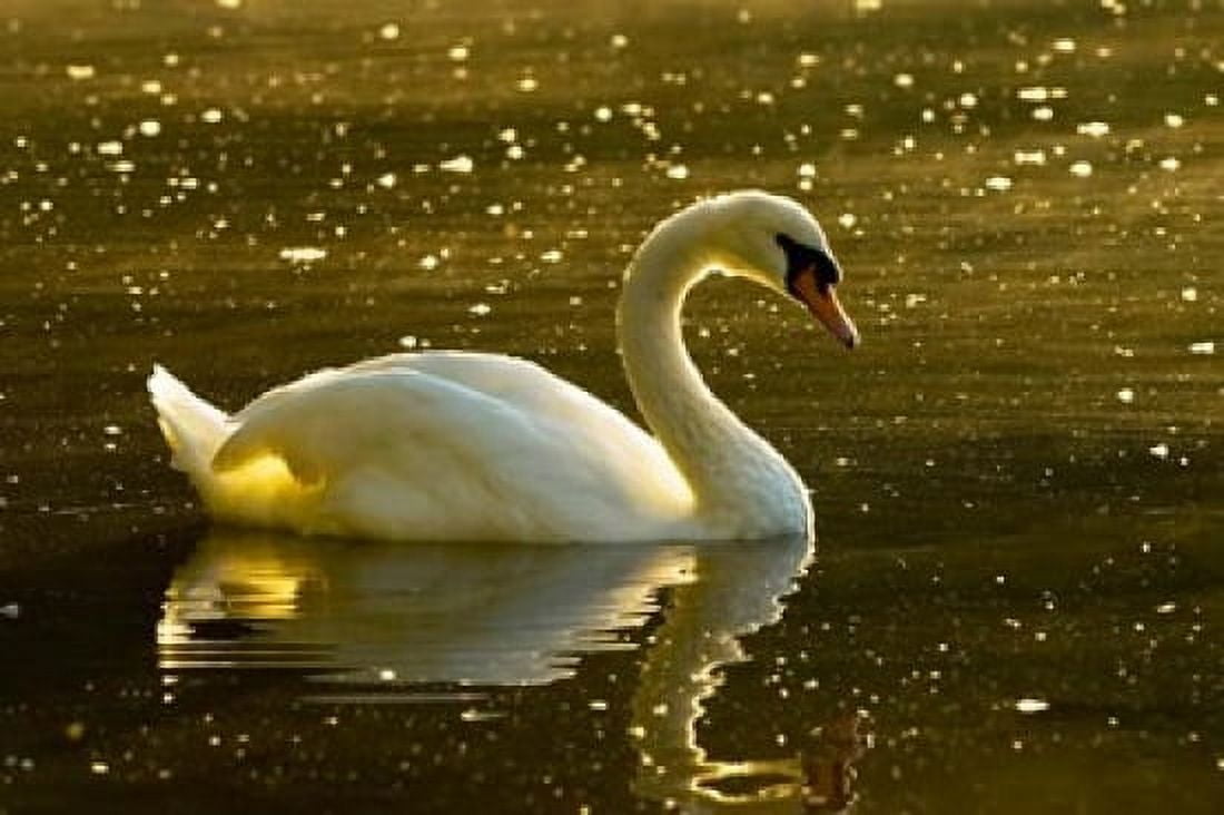 Mute swan Stanley Park British Columbia Canvas Art - Paul Colangelo DanitaDelimont (26 x 17)