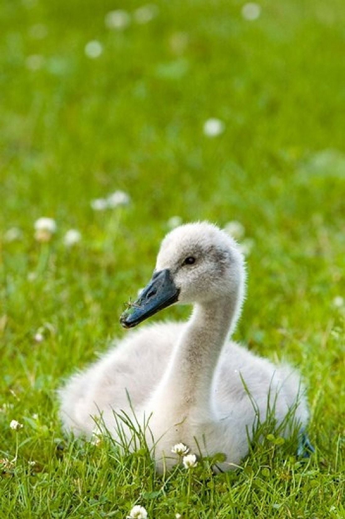 Mute swan cygnet Stanley Park British Columbia Canvas Art - Paul Colangelo DanitaDelimont (24 x 36)