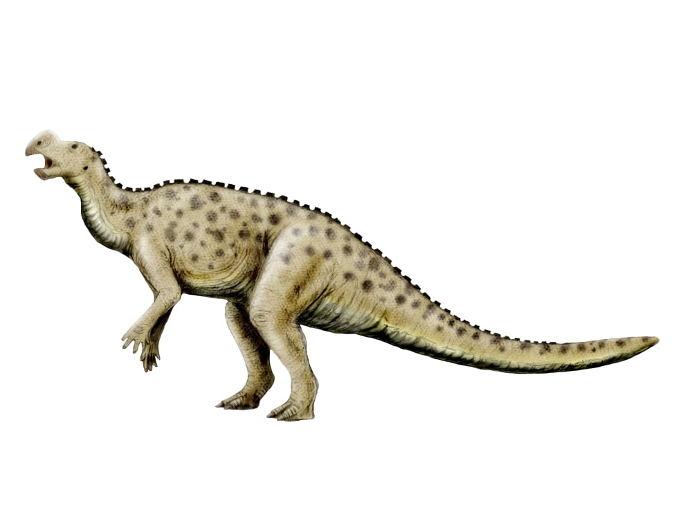 Muttaburrasaurus dinosaur Canvas Art - Nobumichi TamuraStocktrek Images (33 x 25)