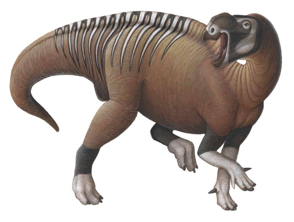 Muttaburrasaurus dinosaur from the Early Cretaceous Period Canvas Art - H Kyoht LutermanStocktrek Images (16 x 12)