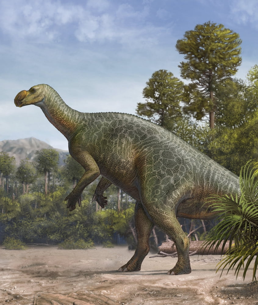 Muttaburrasaurus langdoni in a prehistoric environment Canvas Art - Sergey KrasovskiyStocktrek Images (13 x 16)