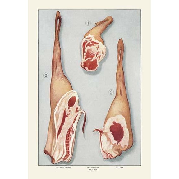 Mutton-Fine Art Canvas Print (20" x 30")