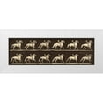 thumbnail image 1 of Muybridge, Eadweard J. 32x13 White Modern Wood Framed Museum Art Print Titled - Motion Study: Man Riding A Horse, 1 of 4