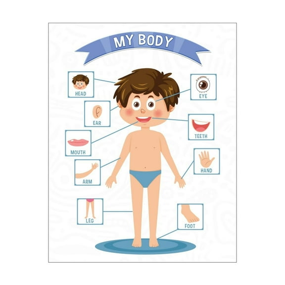 My Body Educational Poster for Classroom Poster Wall Charts for Toddlers Learning Posters for Preschoolers Kindergarten Classroom