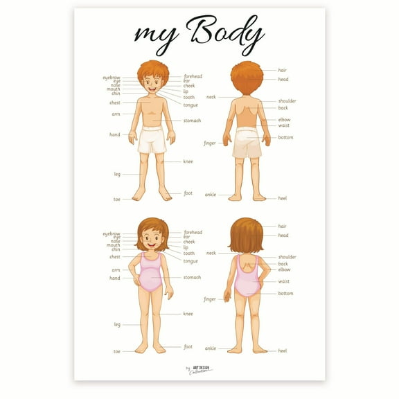 My Body Poster - Anatomy for Kids - Children's Anatomy Poster - Early Learning Resource - Human Body Illustration 12 x 18 Inch Poster - Unframed - Premium 100lb Gloss - Made In USA - BMCP0447
