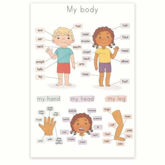 My Body Visual Chart - Human Body Educational - Anatomy - Child-Friendly Anatomy Chart