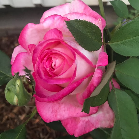 My Caroline Rose by Heirloom Roses - Pink Hybrid Tea Rose