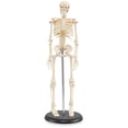 thumbnail image 1 of My First Skeleton - 16-1/2", 1 of 2