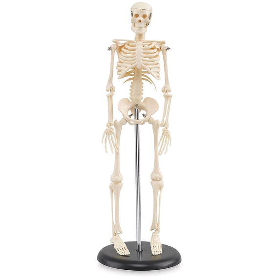 My First Skeleton - 16-1/2"