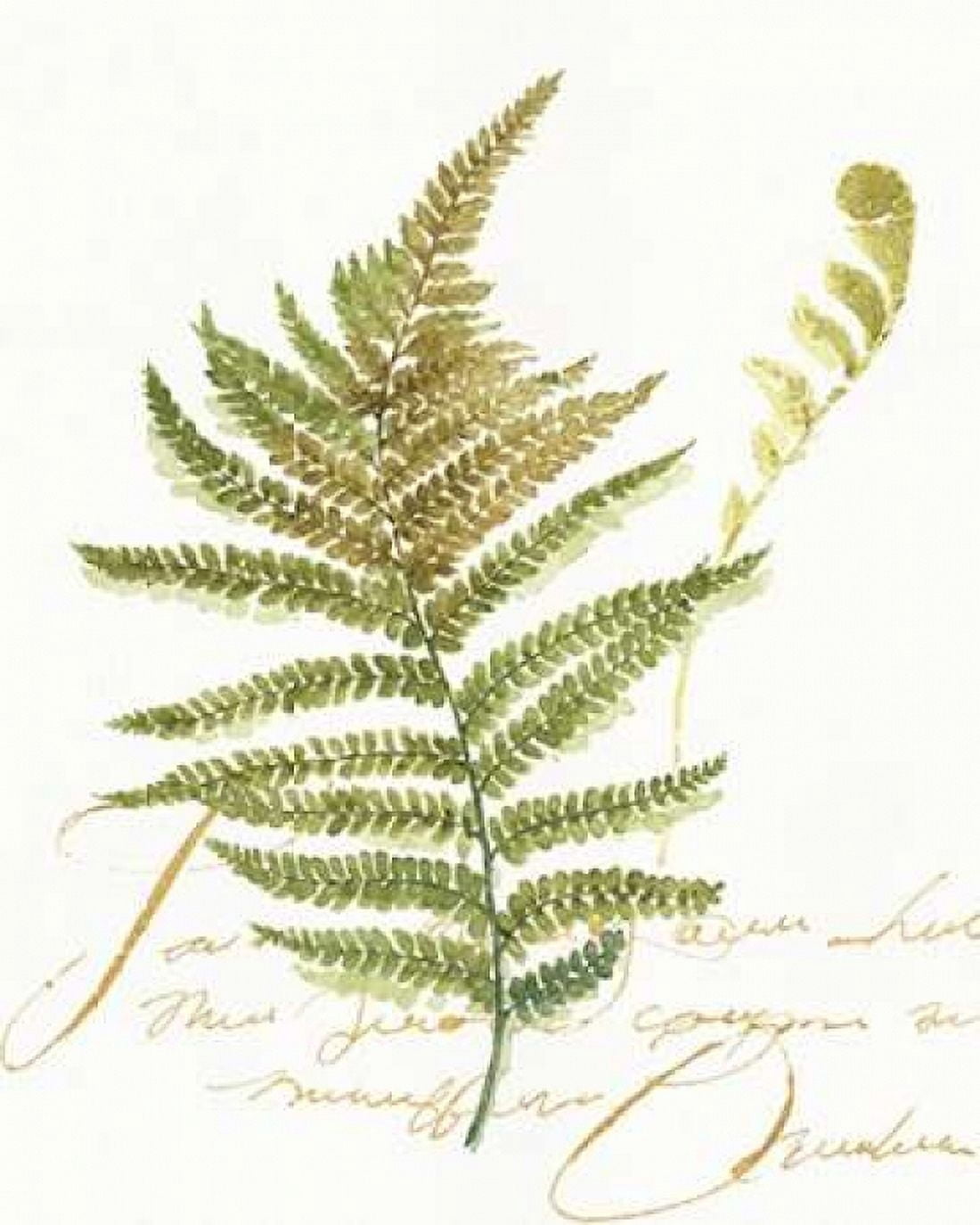 My Greenhouse Fern II Canvas Art - Audit Lisa (24 x 30)