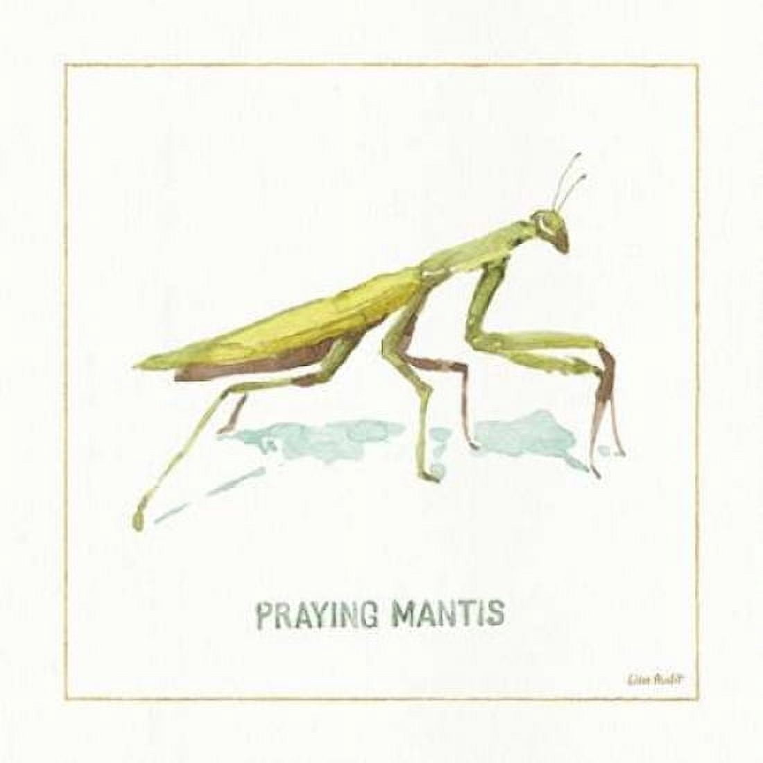 My Greenhouse Pray Mantis Canvas Art - Audit Lisa (24 x 24)