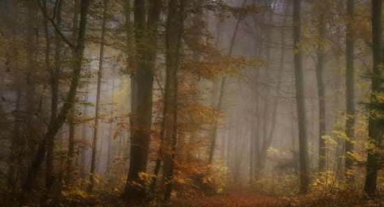 My November Canvas Art - Norbert Maier (24 x 36)