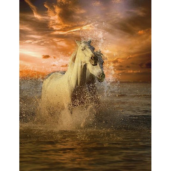 My Own Notebook (Paperback)