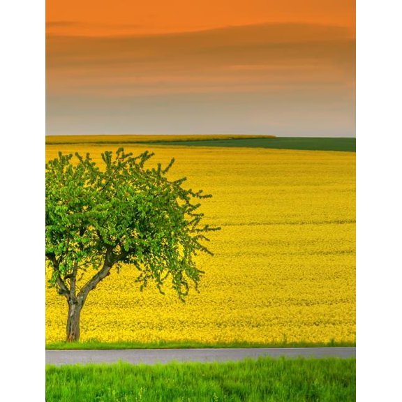 My Own Notebook Paperback 1073560562 9781073560561 Incognito Publisher