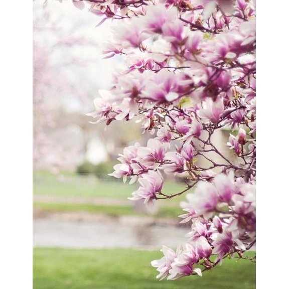 My Own Notebook (Paperback)