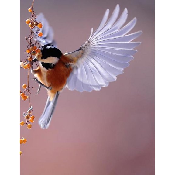 My Own Notebook (Paperback)