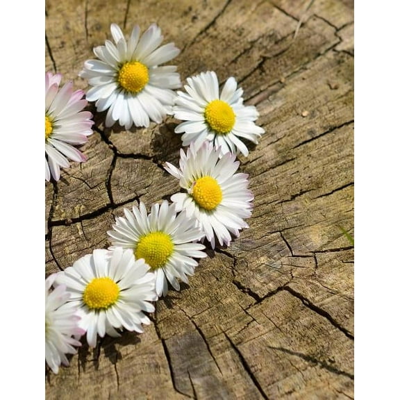 My Own Notebook (Paperback)