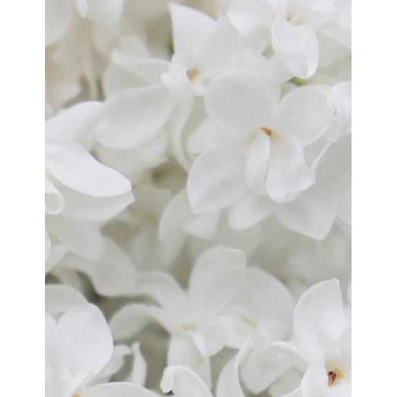 My Own Notebook (Paperback)