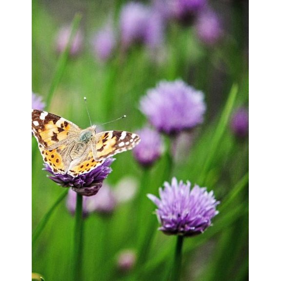 My Own Notebook (Paperback)