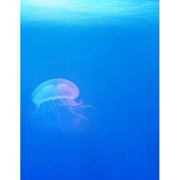 My Own Notebook (Paperback)